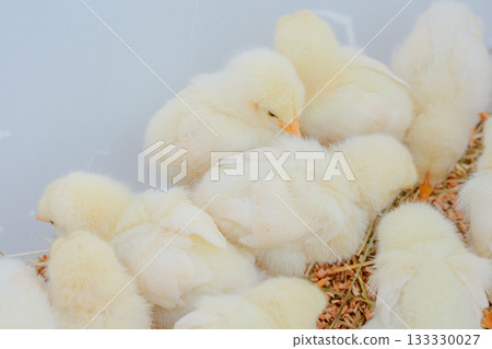 Lots of chicks Lots of chicks 133330027