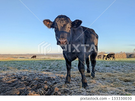 Black cow in a frosty field 133330030