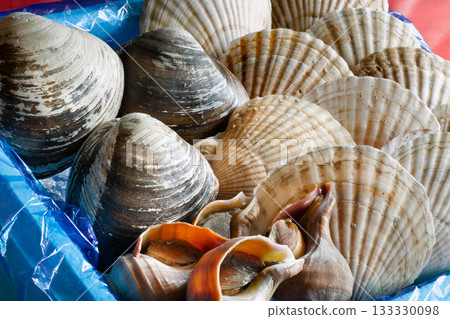 來自北海道的鮮活貝類 133330098