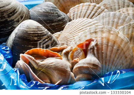 Live shellfish from Hokkaido Live shellfish from Hokkaido 133330104