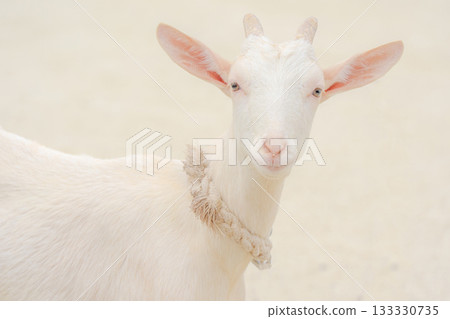一隻山羊在相機的眼睛上 133330735
