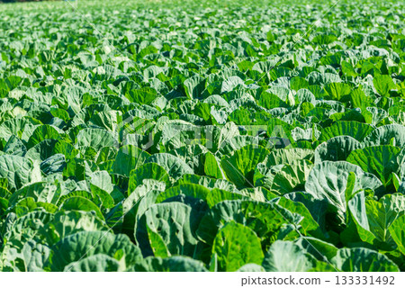 A view of farmland with cabbage fields and open-field vegetable fields 133331492