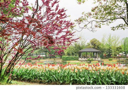 Tonami Tulip Park 133331608