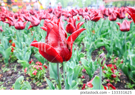 Tonami Tulip Park Tonami Tulip Park 133331625
