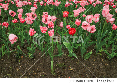 礪波鬱金香公園 133331628