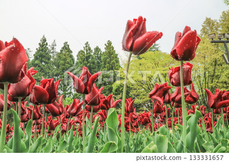 礪波鬱金香公園 礪波鬱金香公園 133331657