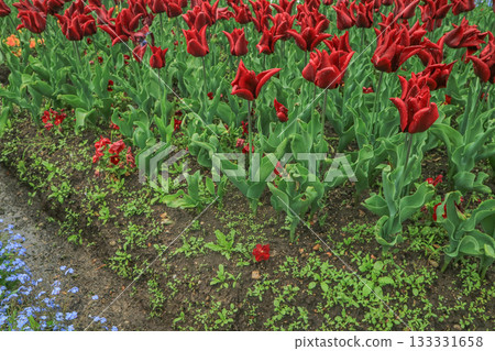 礪波鬱金香公園 133331658