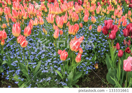 Tonami Tulip Park Tonami Tulip Park 133331661