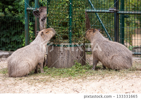 Capybara (Hydrochoerus hydrochaeris) and lowland tapir (Tapirus terrestris) during a meal, closeup 133331665