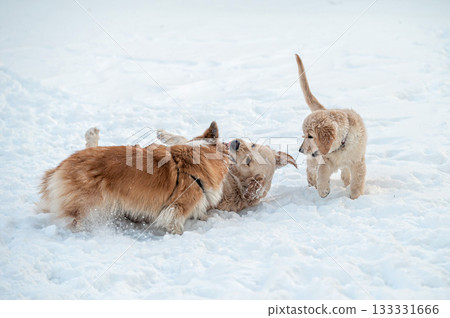 a golden retriever and a welsh corgi play in the white snow a golden retriever and a welsh corgi play in the white snow 133331666