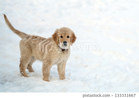 small golden retriever puppy playing in the snow 133331667