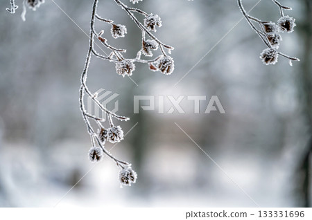 Snow on tree branches. Frost on tree branches. Nature weather closeup. Winter background. 133331696