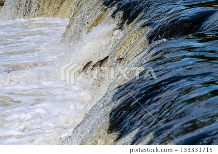 The Venta Rapid waterfall in May with fish jumping out of the water in Kuldiga in Latvia The Venta Rapid waterfall in May with fish jumping out of the water in Kuldiga in Latvia 133331715