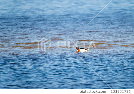Common Shelduck Tadorna tadorna male in the blue sea Common Shelduck Tadorna tadorna male in the blue sea 133331725