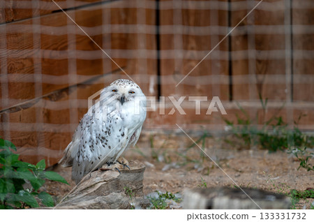 Closeup portrait of an white owl isolated on a background with copy space. 133331732