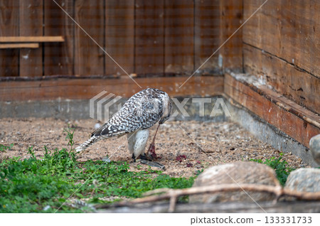 Tame hunting falcon on defocused background with copy space, closeup Tame hunting falcon on defocused background with copy space, closeup 133331733