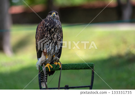Closeup portrait of a domesticated hawk isolated on a defocused natural background with copy space. Closeup portrait of a domesticated hawk isolated on a defocused natural background with copy space. 133331735