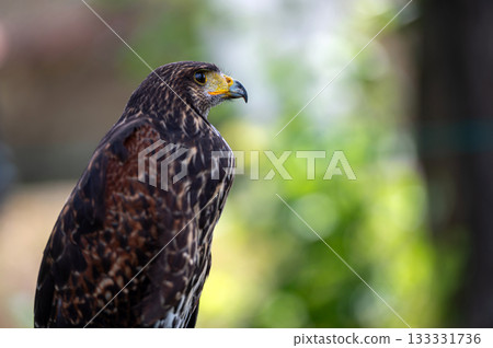 Hawk portrait closeup isolated on defocused natural background with copy space. Hawk portrait closeup isolated on defocused natural background with copy space. 133331736