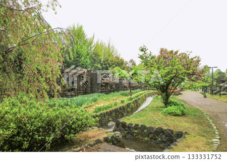 礪波鬱金香公園 133331752