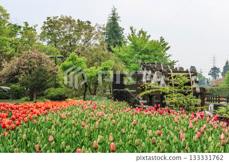 Tonami Tulip Park Tonami Tulip Park 133331762