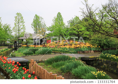 礪波鬱金香公園 礪波鬱金香公園 133331764