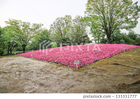 Tonami Tulip Park Tonami Tulip Park 133331777