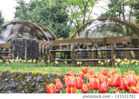 礪波鬱金香公園 133331781