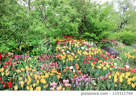 Tonami Tulip Park Tonami Tulip Park 133331784