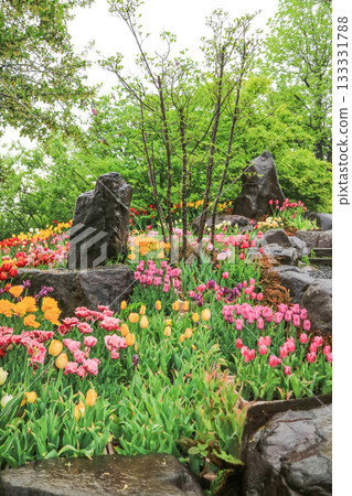 礪波鬱金香公園 133331788