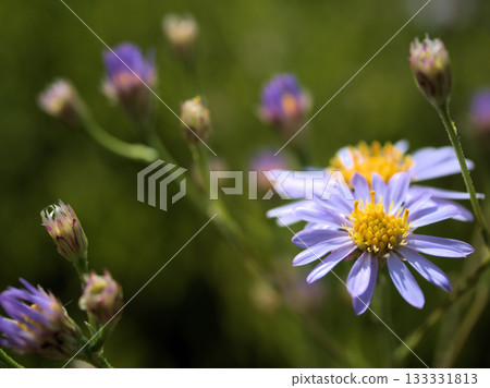 Shion flowers blooming in September Shion flowers blooming in September 133331813