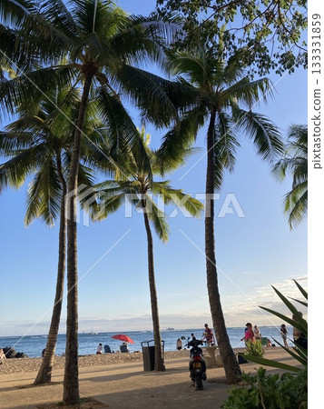 Phoenix sways in the Hawaiian sea Phoenix sways in the Hawaiian sea 133331859