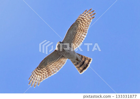 A young sparrowhawk looking at me while flying through the autumn sky 133331877