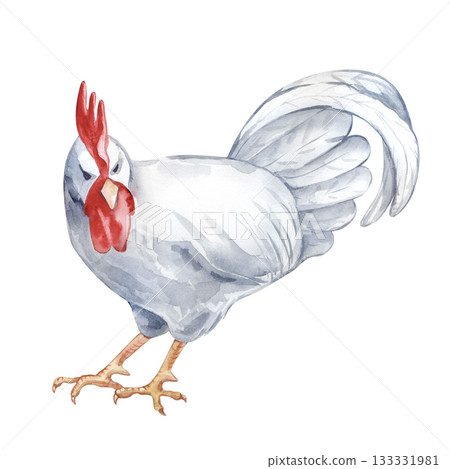 A standing white rooster. Isolated watercolor illustration. Poultry yard bird clip art in natural colors. Realistic cock for eco-friendly product design and farming themes. A standing white rooster. Isolated watercolor illustration. Poultry yard bird clip art in natural colors. Realistic cock for eco-friendly product design and farming themes. 133331981