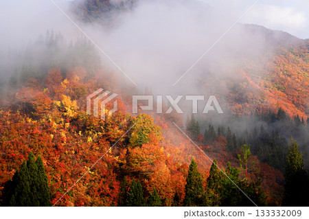 深秋清晨的薄霧與秋葉 133332009