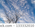 Tree branches stretching into the winter sky 133332010
