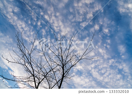 Tree branches stretching into the winter sky 133332010