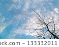 Tree branches stretching into the winter sky 133332011