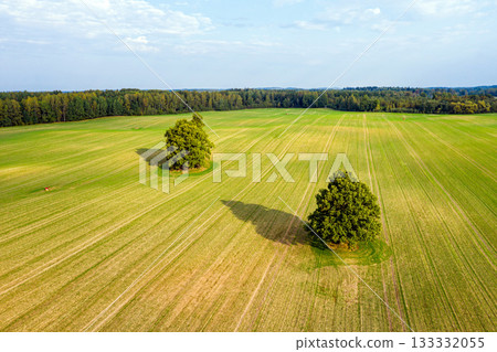 view from above on several large trees in the middle of a striped agricultural field on the edge of a forest view from above on several large trees in the middle of a striped agricultural field on the edge of a forest 133332055
