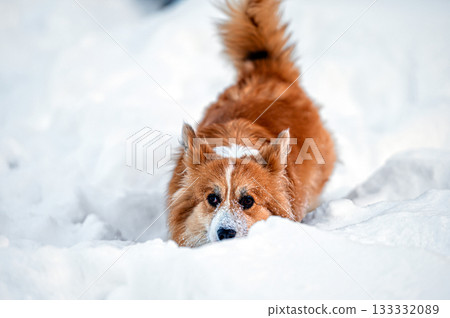 welsh corgi pembroke plays in the white snow welsh corgi pembroke plays in the white snow 133332089