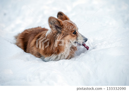 welsh corgi pembroke plays in the white snow welsh corgi pembroke plays in the white snow 133332090