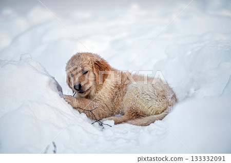 small golden retriever puppy playing in the snow 133332091