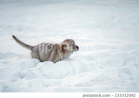 small golden retriever puppy playing in the snow small golden retriever puppy playing in the snow 133332092