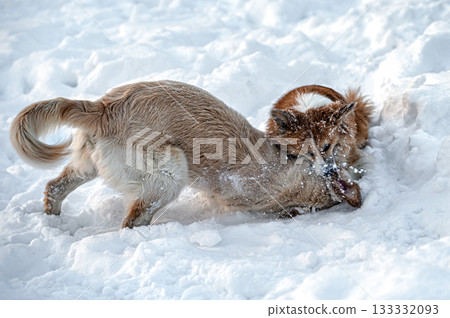 a golden retriever and a welsh corgi play in the white snow a golden retriever and a welsh corgi play in the white snow 133332093