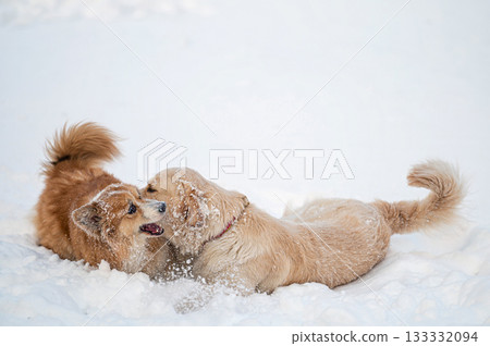a golden retriever and a welsh corgi play in the white snow a golden retriever and a welsh corgi play in the white snow 133332094
