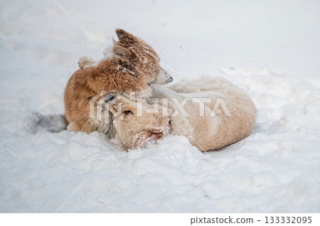 a golden retriever and a welsh corgi play in the white snow 133332095
