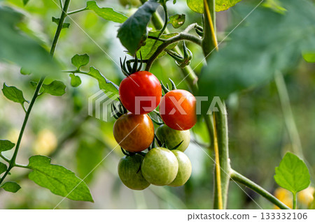 bunches of ripe tomatoes in a greenhouse, tomatoes ripen on a branch in the hothouse, closeup 133332106