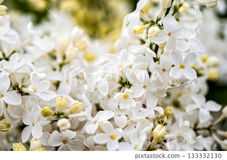 branch with white lilac spring flowers, bright blooms of spring lilacs bush, soft focus, closeup 133332130