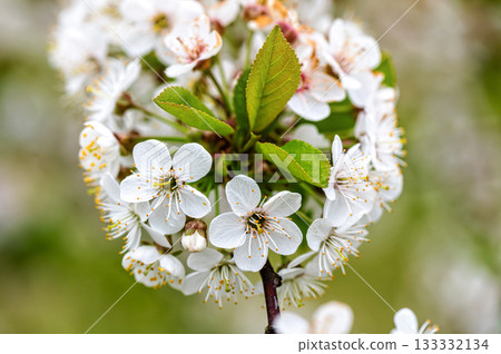 cherry blossom in the garden, white flowers bloom in the trees, soft focus, closeup 133332134