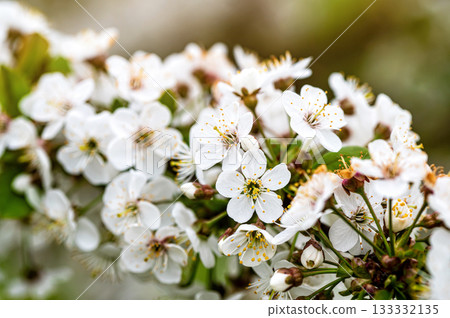cherry blossom in the garden, white flowers bloom in the trees, soft focus, closeup 133332135