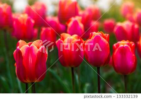 Close up of red tulips flowers with green leaves in the park outdoor, soft focus, bokeh Close up of red tulips flowers with green leaves in the park outdoor, soft focus, bokeh 133332139